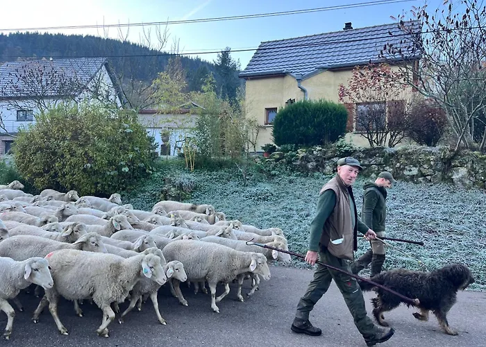 Gite De Montagne -Bellefosse Alsace