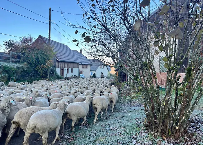 Gîte de montagne -Bellefosse Alsace