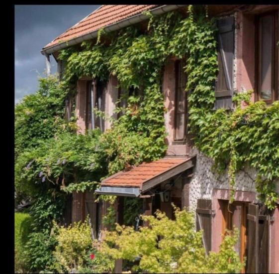 De Montagne -bellefosse Alsace Hébergement de vacances