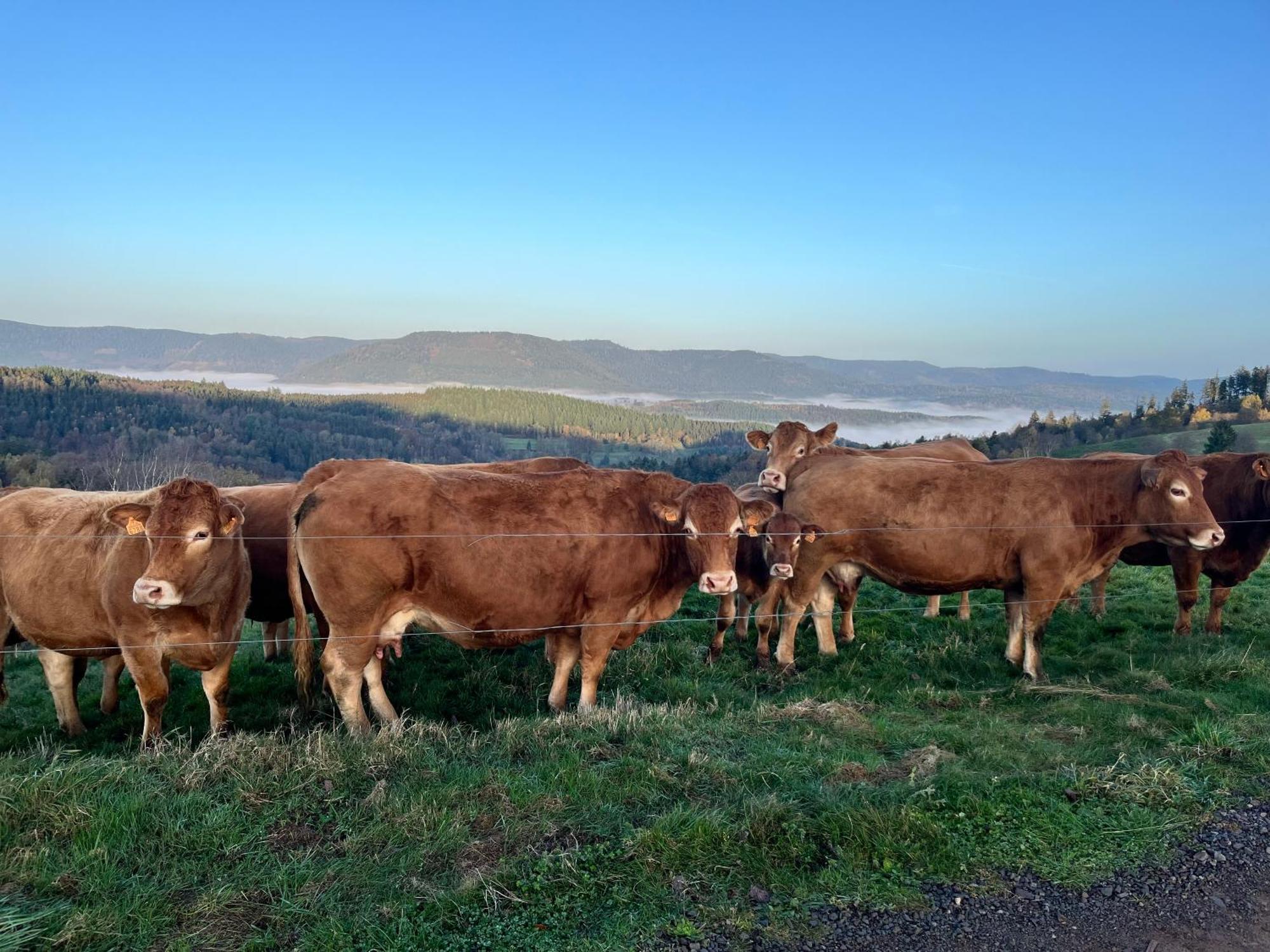 De Montagne -bellefosse Alsace Hébergement de vacances Bellefosse