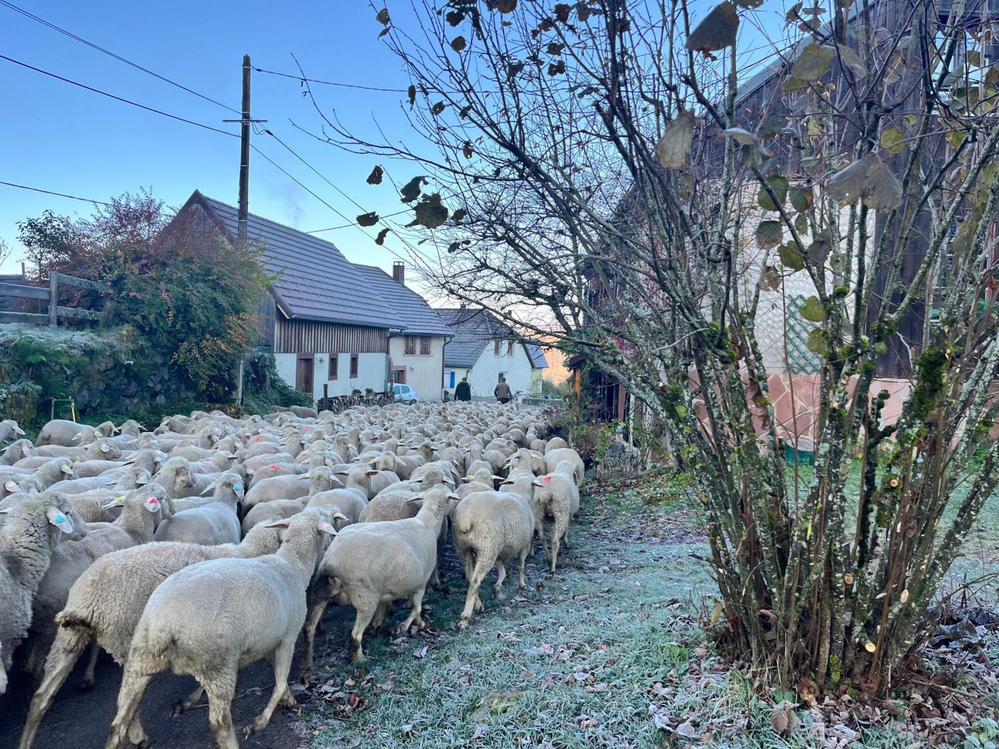 Hébergement de vacances De Montagne -bellefosse Alsace